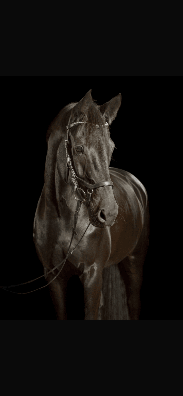 Verlässliche Tierpflege – hochwertiges Zusatzfutter und Zubehör für treue Begleiter.